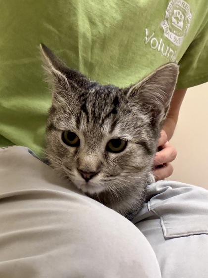 HONEY BEE - Domestic Shorthair / Mix available for adoption
