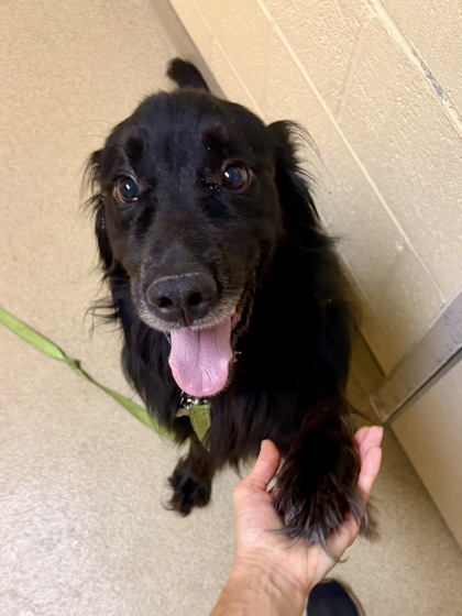 SKI - Labrador Retriever / Mix for adoption in Hampton