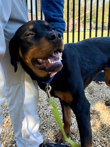 REESE'S CUP - Rottweiler / Mix available for adoption