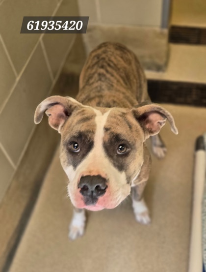 CARDIGAN - American Pit Bull Terrier / Mix available for adoption