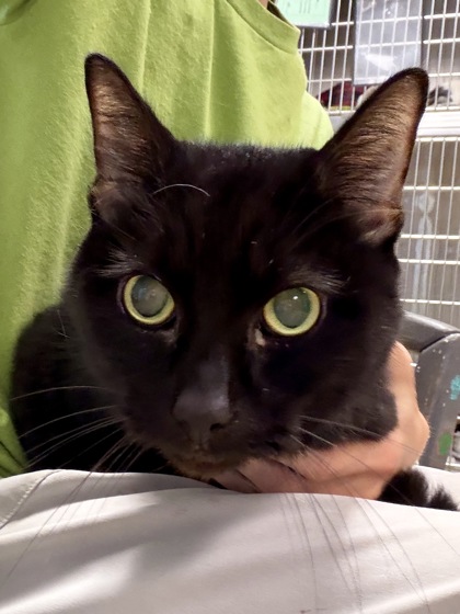 ANGUS - Domestic Shorthair / Mix available for adoption