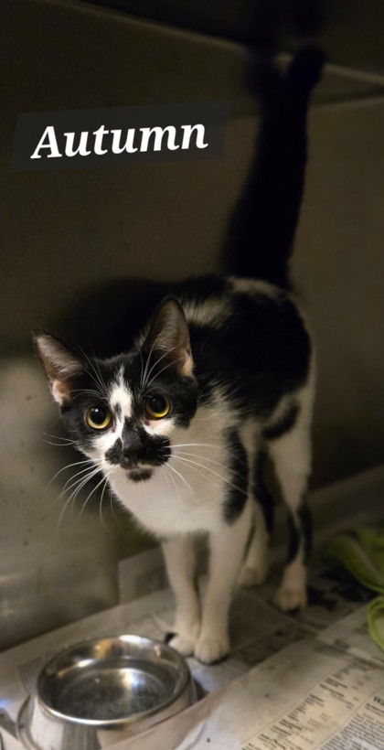 AUTUMN - Domestic Shorthair / Mix available for adoption