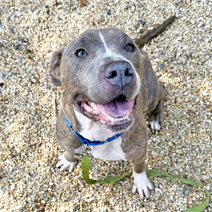 CRISPY FRIED ONION - American Pit Bull Terrier / Mix available for adoption