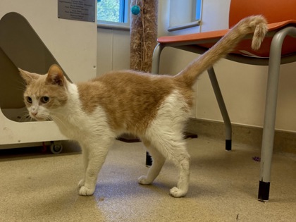 DING DONG DITCH - Domestic Shorthair / Mix available for adoption