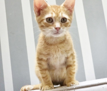 MARMALADE (IN FOSTER) - Domestic Shorthair / Mix available for adoption