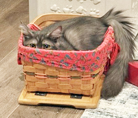 SLINKY (IN FOSTER) - Domestic Medium Hair / Mix available for adoption