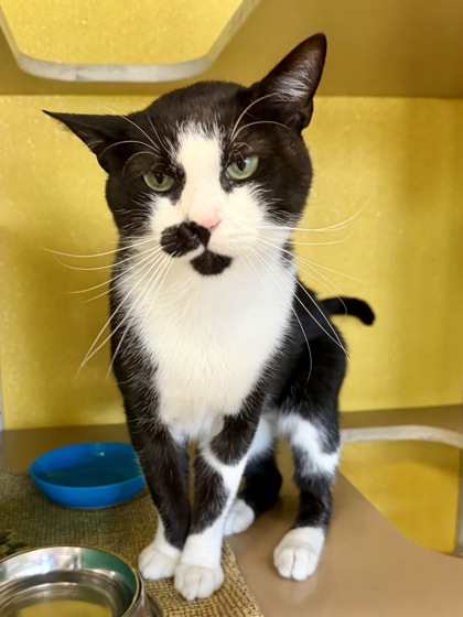 BALLER - Domestic Shorthair / Mix for adoption in Hampton