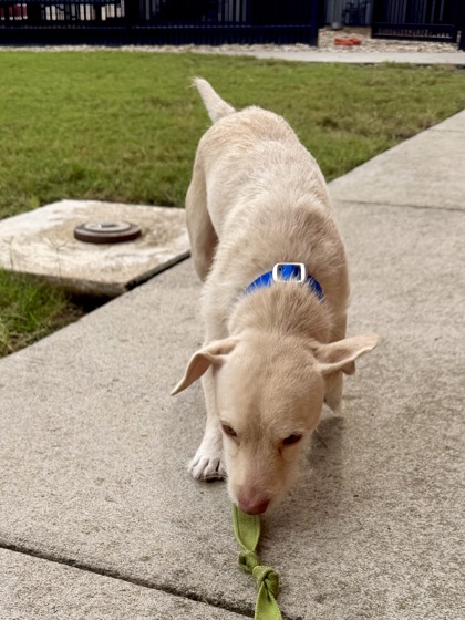 DASH - Terrier / Mix available for adoption