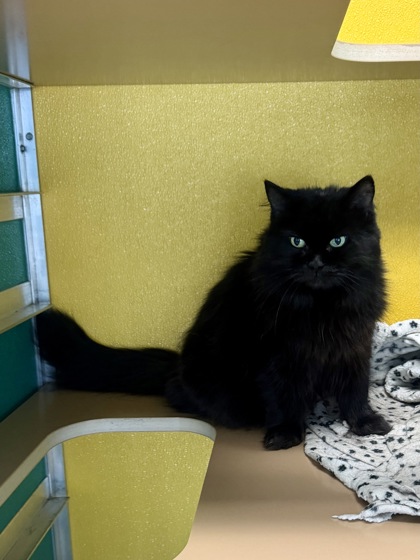 PEARL - Domestic Longhair / Mix available for adoption