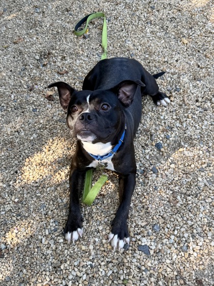 LIAM - American Staffordshire Terrier / Mix for adoption in Hampton