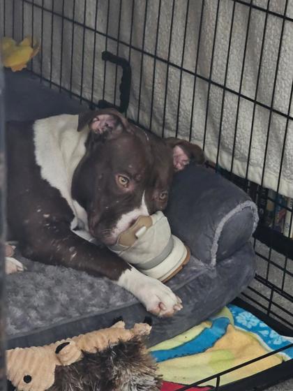MOLLY BROWN - Pit Bull Terrier / Mix available for adoption