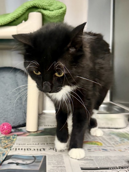 COCONUT - Domestic Medium Hair / Mix available for adoption