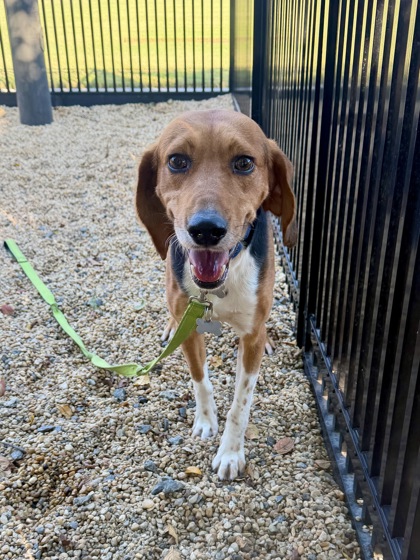 DOUGHBOY (FOSTER TO ADOPT HW+) - Beagle / Mix available for adoption