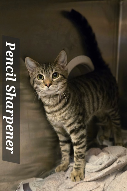 PENCIL SHARPENER - Domestic Shorthair / Mix available for adoption