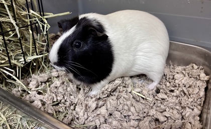 DELILAH - Guinea Pig / Guinea Pig available for adoption