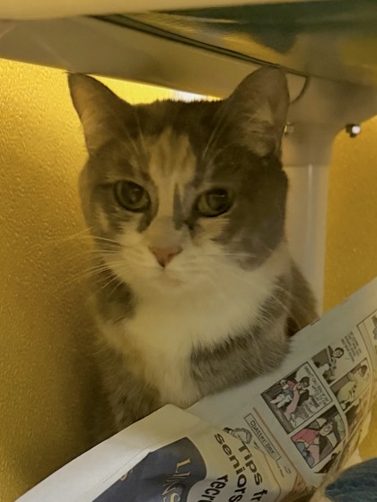 MATTIE (BONDED W/ TALLULAH) - Domestic Shorthair / Mix for adoption in Hampton