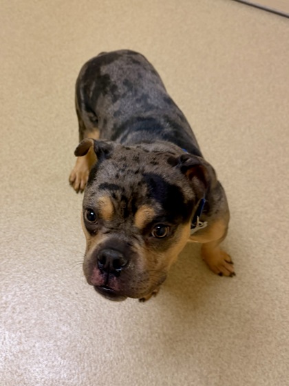 RORSCHACK - Pit Bull Terrier / Mix available for adoption