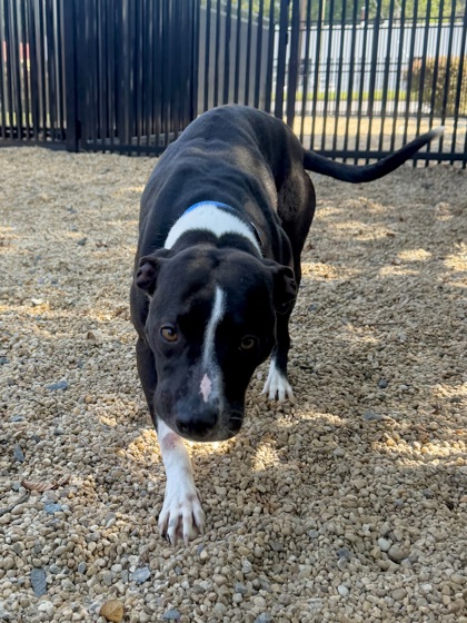 NORA - American Pit Bull Terrier / Mix for adoption in Hampton