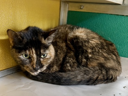 IDGI - Domestic Shorthair / Mix available for adoption