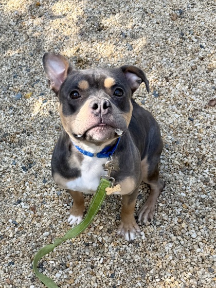 BELLA - Pit Bull Terrier / Mix available for adoption