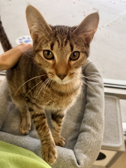 SUNNY - Domestic Shorthair / Mix available for adoption