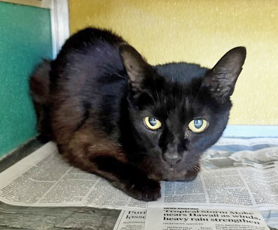 3-HOLE PUNCH - Domestic Shorthair / Mix available for adoption