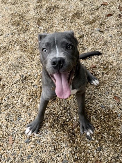 CHANCE - American Pit Bull Terrier / Mix available for adoption