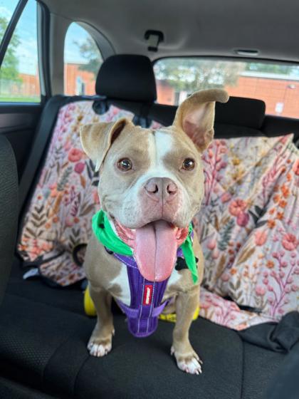 MINNIE ELIZABETH PEARL (IN FOSTER) - American Pit Bull Terrier / Mix available for adoption