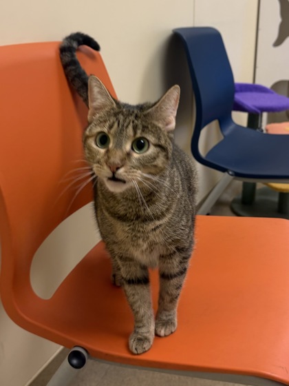 KIYA - Domestic Shorthair / Mix available for adoption