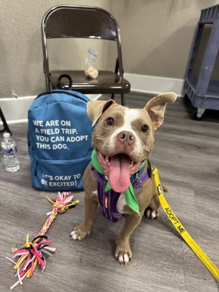 MINNIE ELIZABETH PEARL (IN FOSTER) - American Pit Bull Terrier / Mix available for adoption