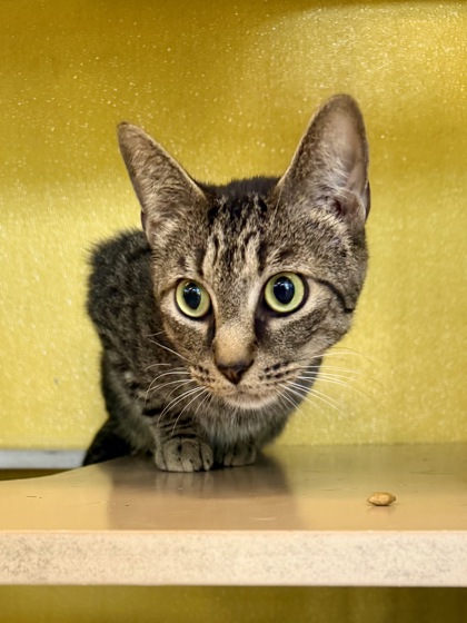 PURR-CEUS - Domestic Shorthair / Mix for adoption in Hampton