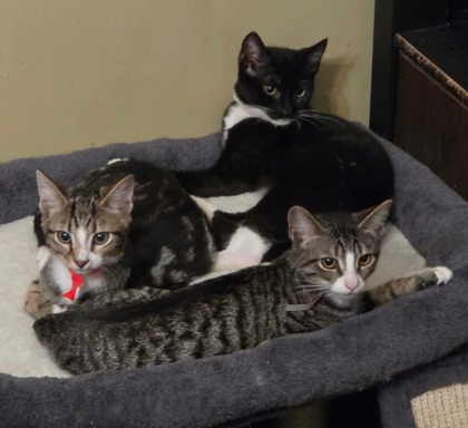 BAGUETTE - Domestic Shorthair / Mix available for adoption