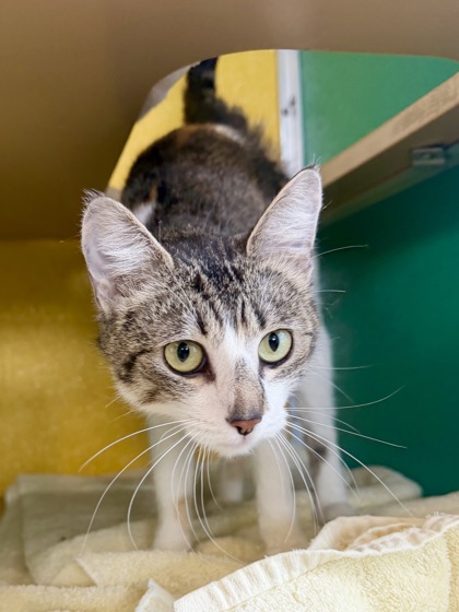 GILLIAN (BONDED WITH SALLY) - Domestic Shorthair / Mix available for adoption