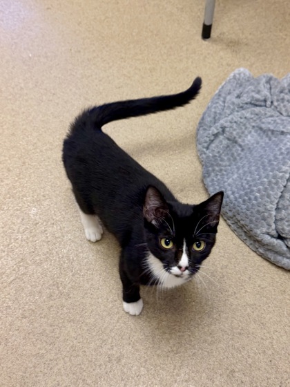 MITTENS - Domestic Shorthair / Mix available for adoption