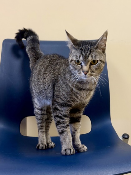 WATER BOTTLE - Domestic Shorthair / Mix available for adoption
