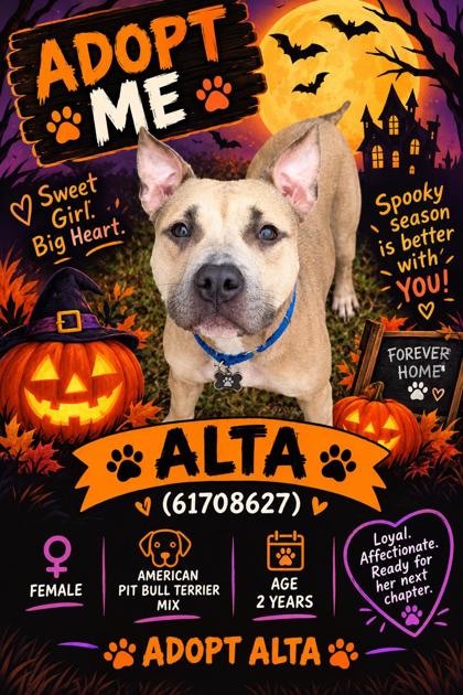 ALTA - American Pit Bull Terrier / Mix available for adoption