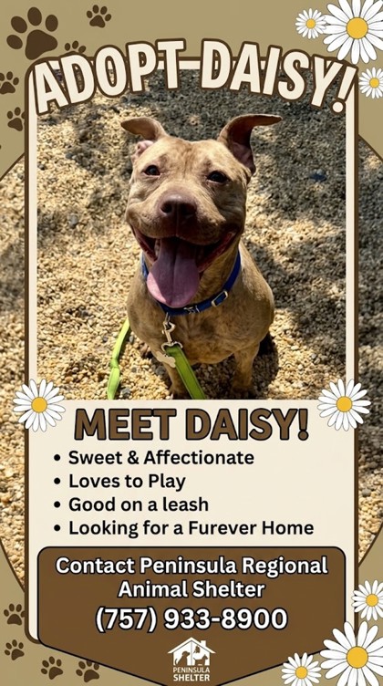 Daisy Image