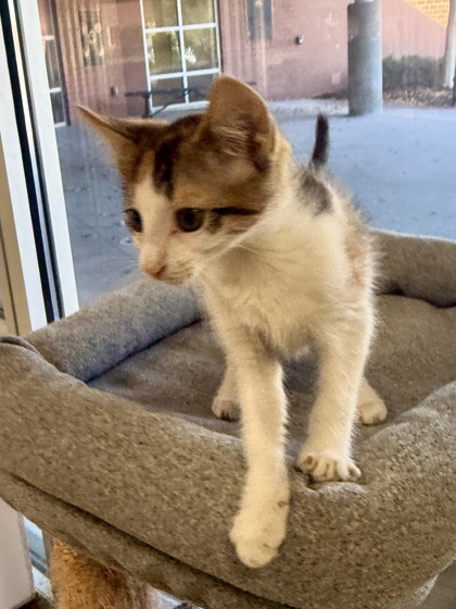 DINKY - Domestic Shorthair / Mix available for adoption