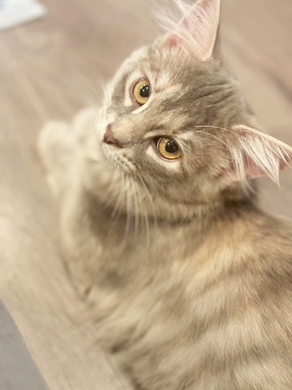 TINA THE NEW GIRL (IN FOSTER) - Domestic Medium Hair / Mix available for adoption