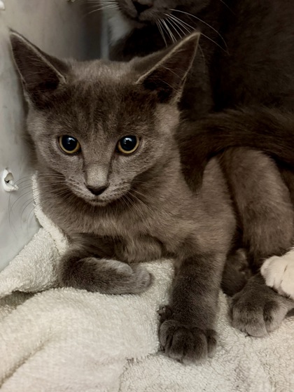 WITCH - Domestic Shorthair / Mix available for adoption