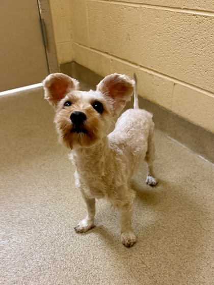 BLUEY - Miniature Schnauzer / Mix available for adoption