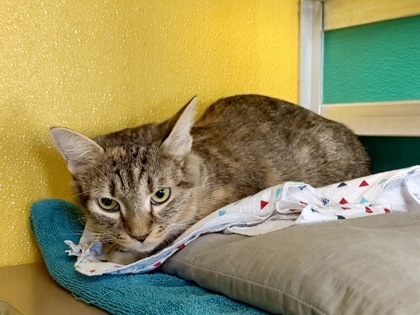 CROCK POT - Domestic Medium Hair / Mix available for adoption