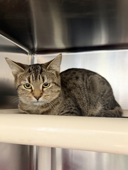 TREE STAR - Domestic Shorthair / Mix available for adoption