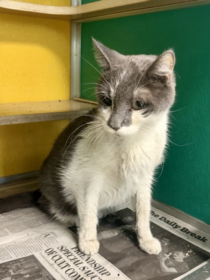 TT - Domestic Shorthair / Mix available for adoption
