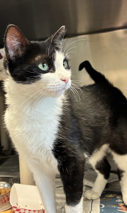 COLESLAW - Domestic Shorthair / Mix available for adoption