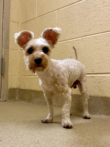 BLUEY - Miniature Schnauzer / Mix available for adoption