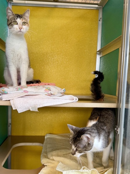 SALLY (BONDED WITH GILLIAN) - Domestic Shorthair / Mix available for adoption