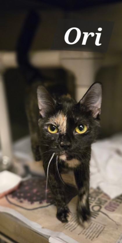 ORI - Domestic Shorthair / Mix available for adoption
