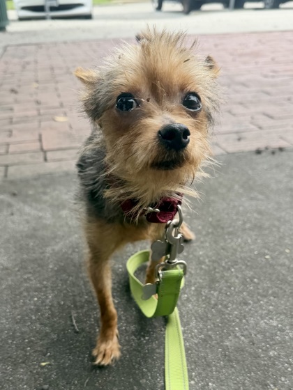 CHUPACABRA - Yorkshire Terrier / Mix available for adoption