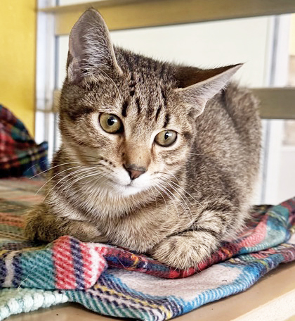 CONNOR BONDED WITH SUNNY - Domestic Shorthair / Mix available for adoption